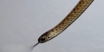 Annapolis snake